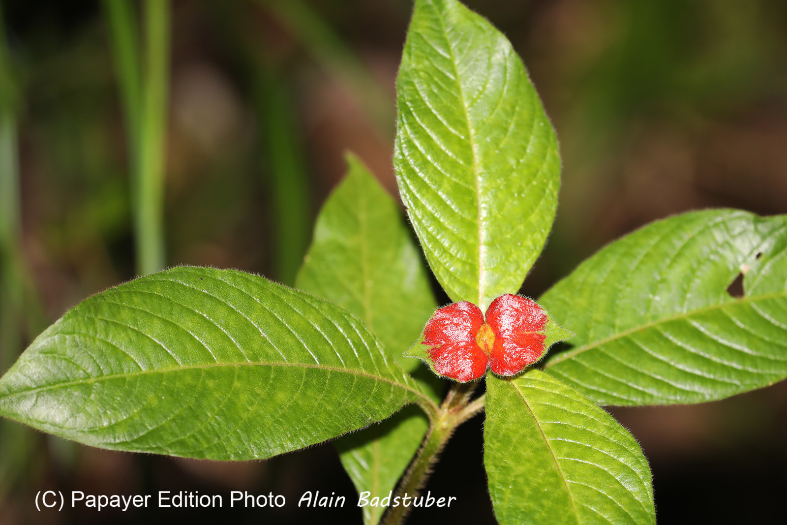Quatre jours de terrain à Punta Gorda Quatre jours de terrain à Punta Gorda