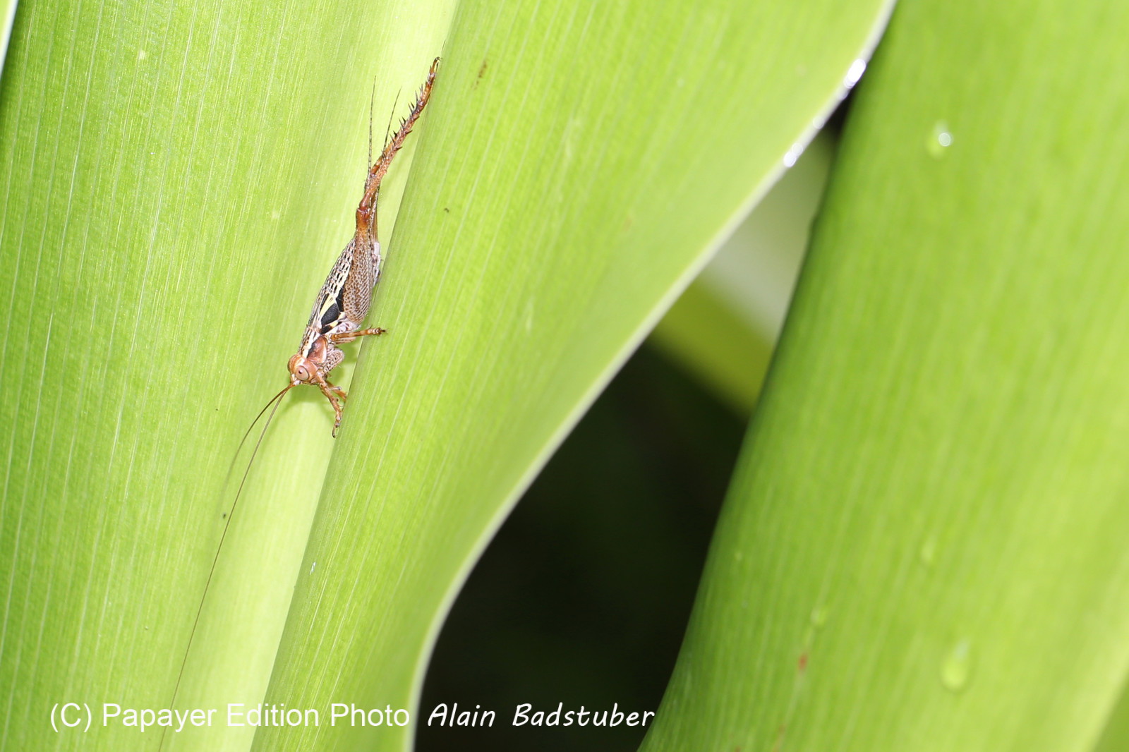 L'Australie à Cow Bay et Cape Tribulation en 2017 L'Australie à Cow Bay et Cape Tribulation en 2017