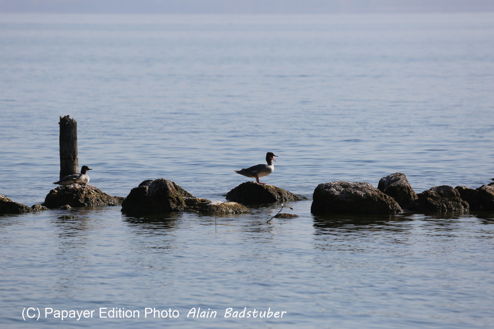 Ile aux oiseaux à Vaumarcus Ile aux oiseaux à Vaumarcus