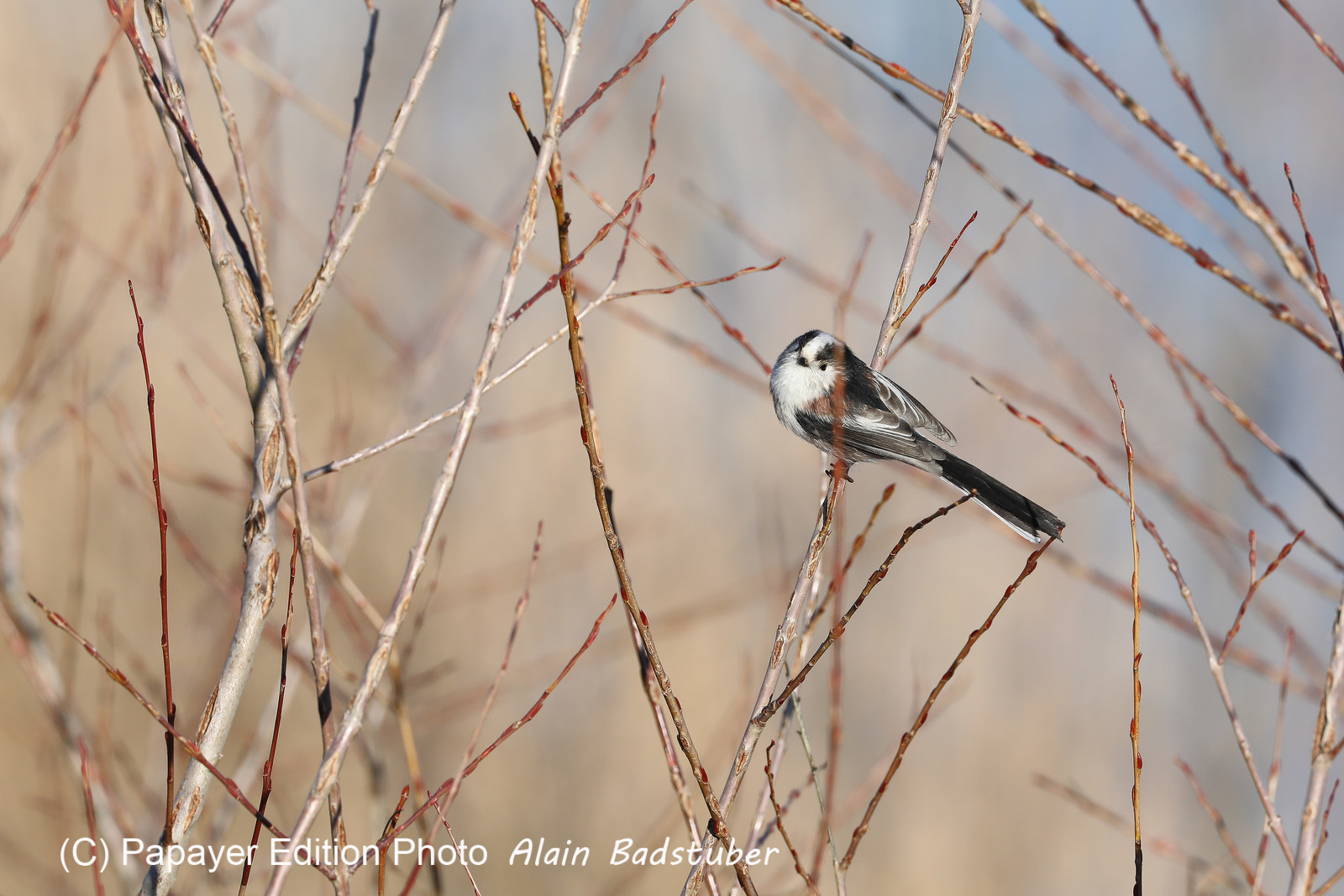 Faune et Flore de Suisse, 2022, Vaumarcus, Mésange à longue queue Faune et Flore de Suisse, 2022, Vaumarcus, Mésange à longue queue