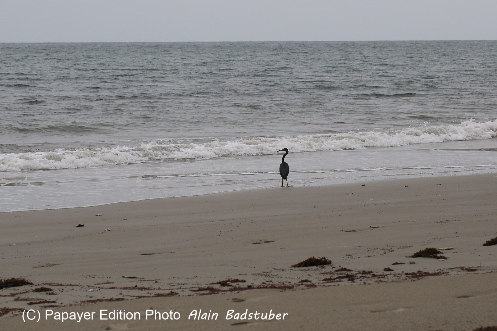 L'Australie à Cow Bay et Cape Tribulation en 2017