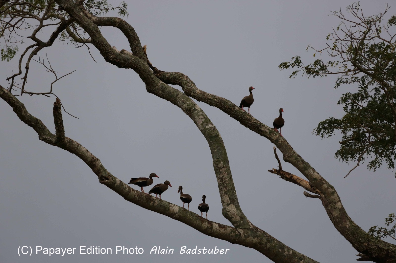 Portal_Paraiso_2_079.jpg Portal_Paraiso_2_079.jpg