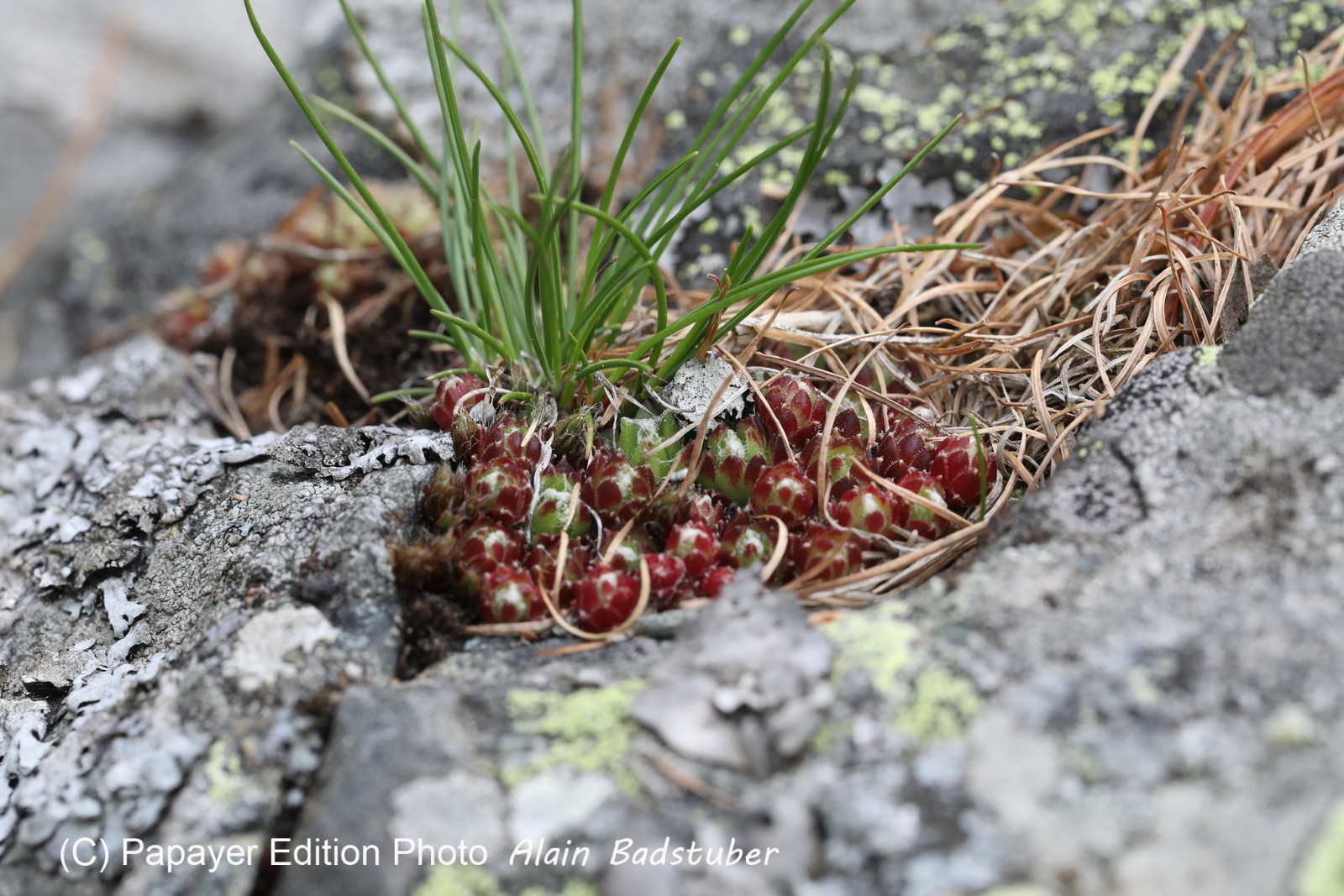 Encore une journée non favorable à la pratique de WingFoil Encore une journée non favorable à la pratique de WingFoil