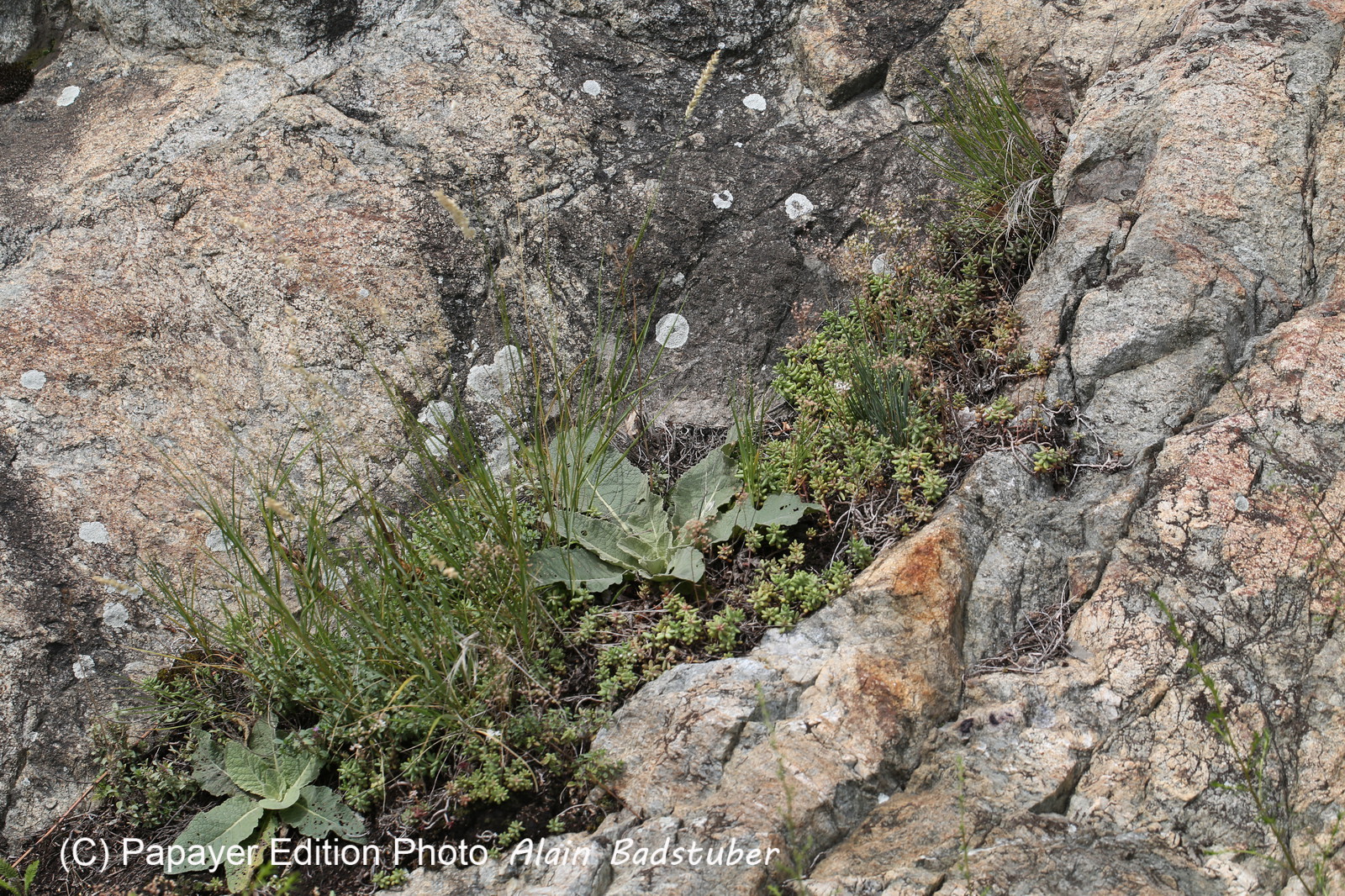 Follatères 2017 Follatères 2017
