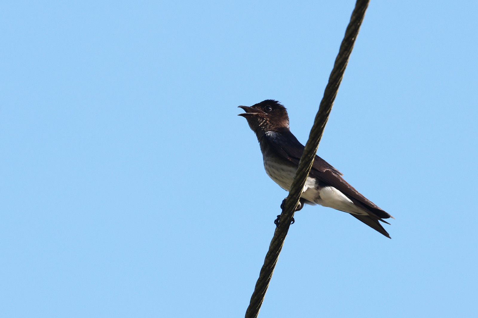 Hirondelle-chalybee_1.jpg Hirondelle-chalybee_1.jpg