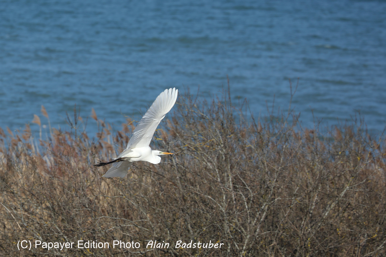 Faune et Flore de Suisse, 2022