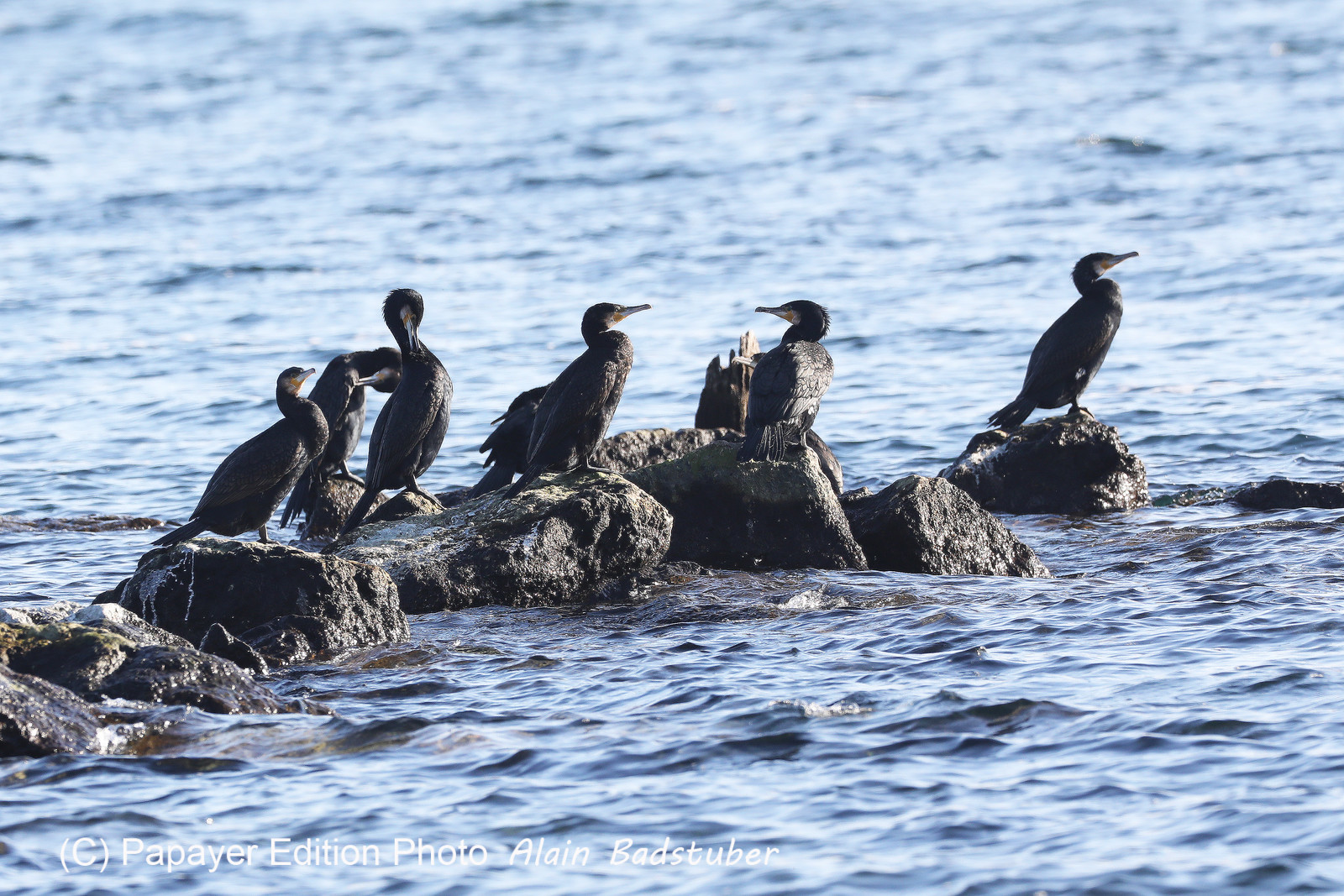 Faune et Flore de Suisse, 2022, Vaumarcus, Grands Cormoran Faune et Flore de Suisse, 2022, Vaumarcus, Grands Cormoran