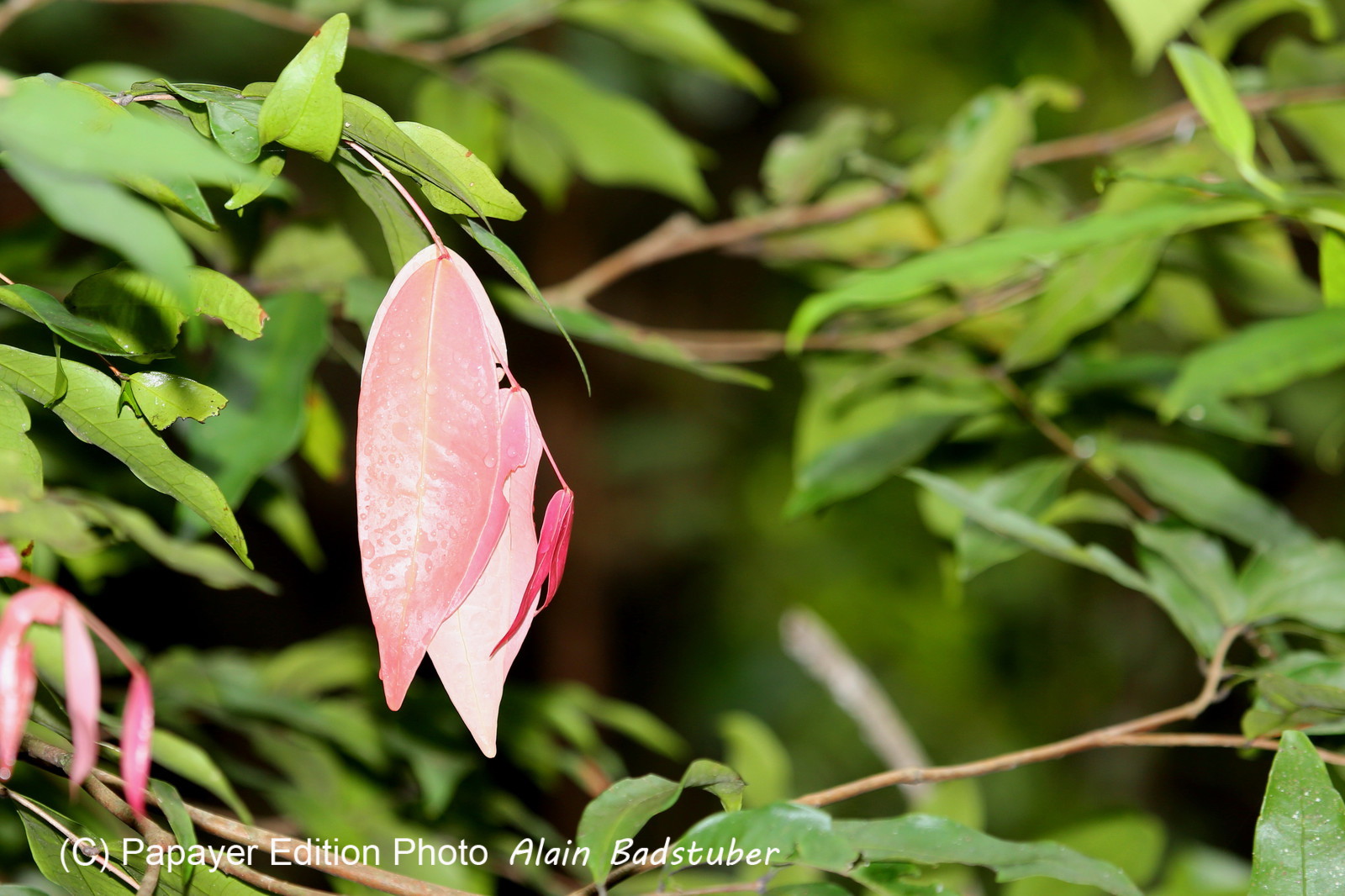 L'Australie à Cow Bay et Cape Tribulation en 2017