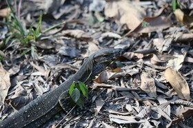 Reptiles à Cape Tribulation