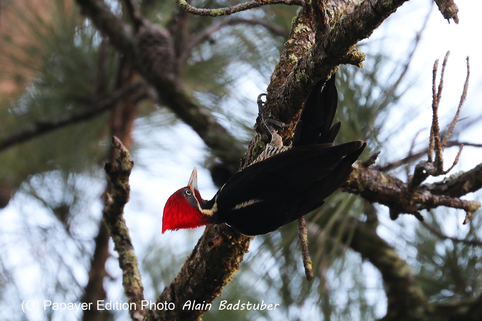 Premier séjour à Crooked Tree , au Bélize en octobre 2021
