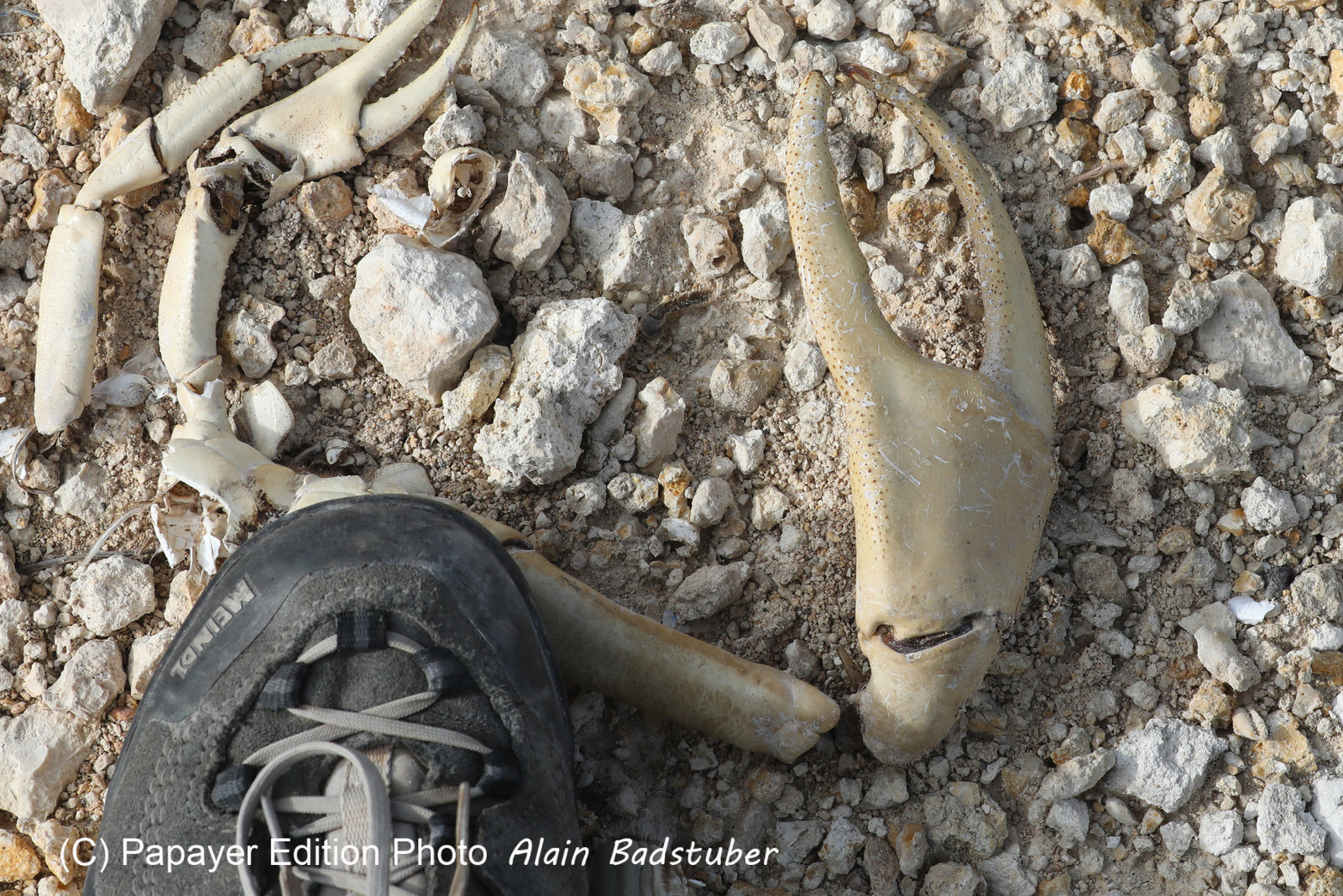 Deuxième séjour à Sarteneja, Bélize, Novembre - Décembre 2021
