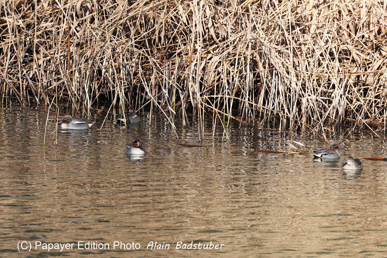 Faune et Flore de Suisse, 2022