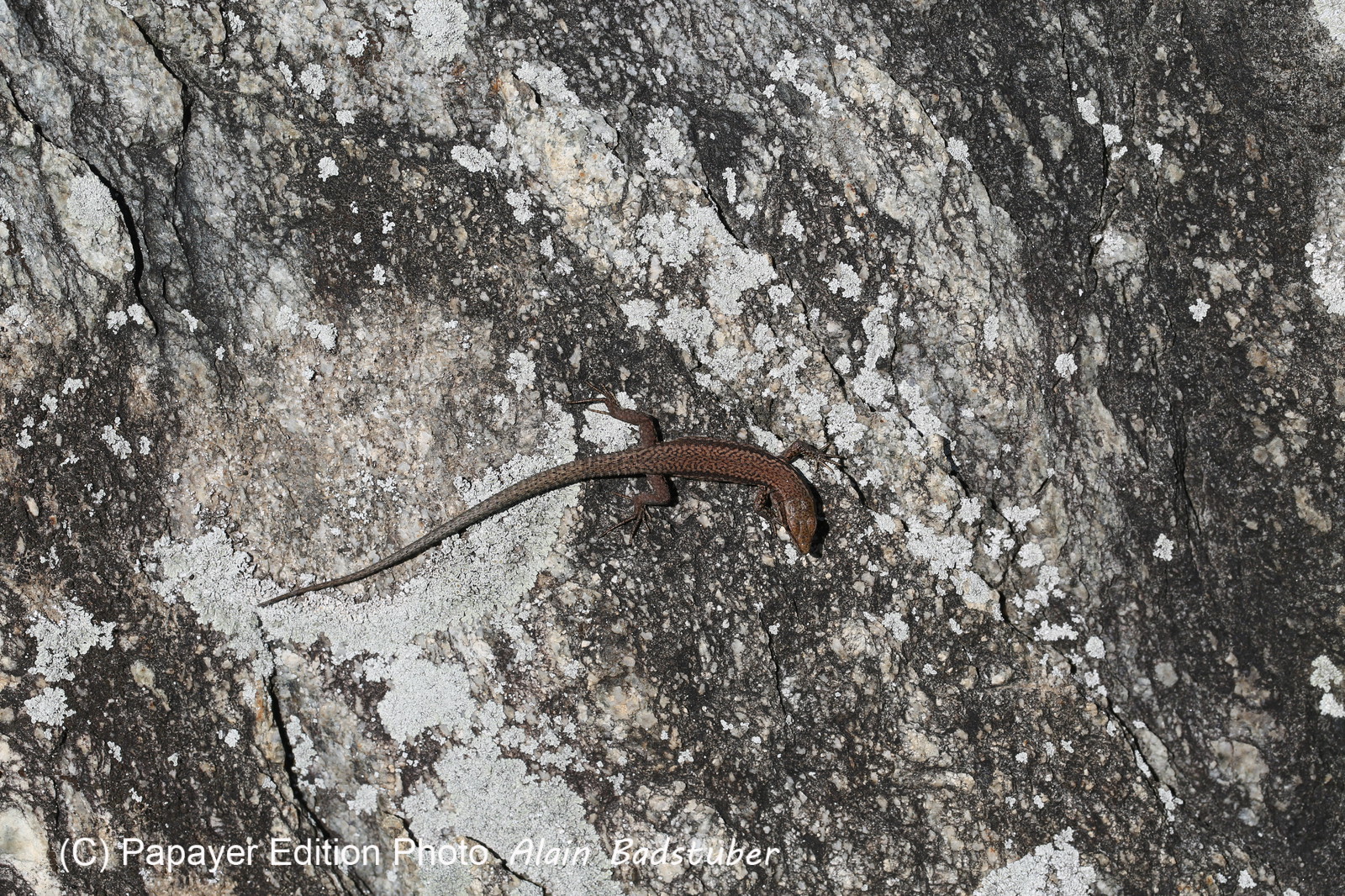 Follatères 2017 Follatères 2017