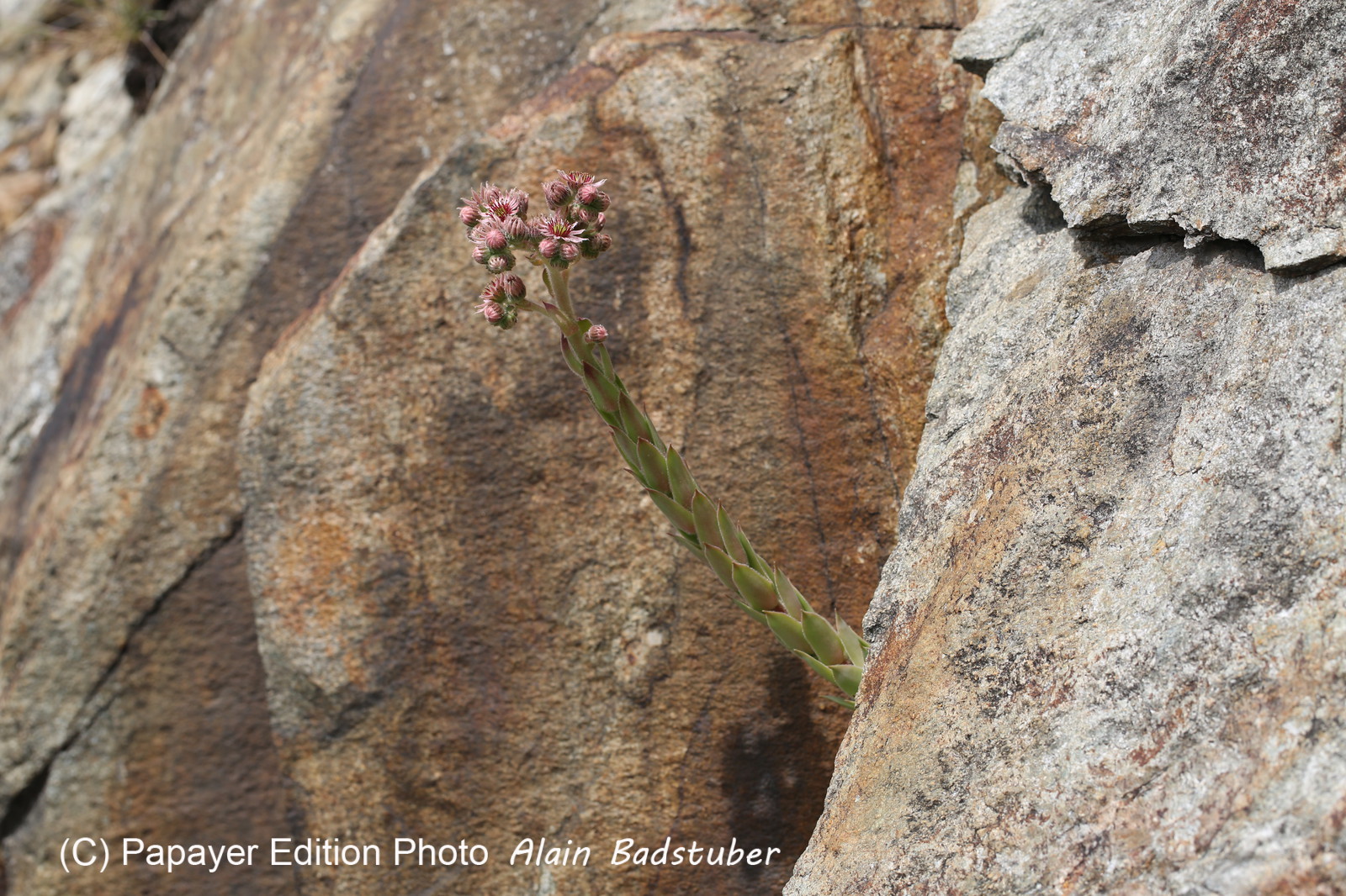 Follatères 2017 Follatères 2017