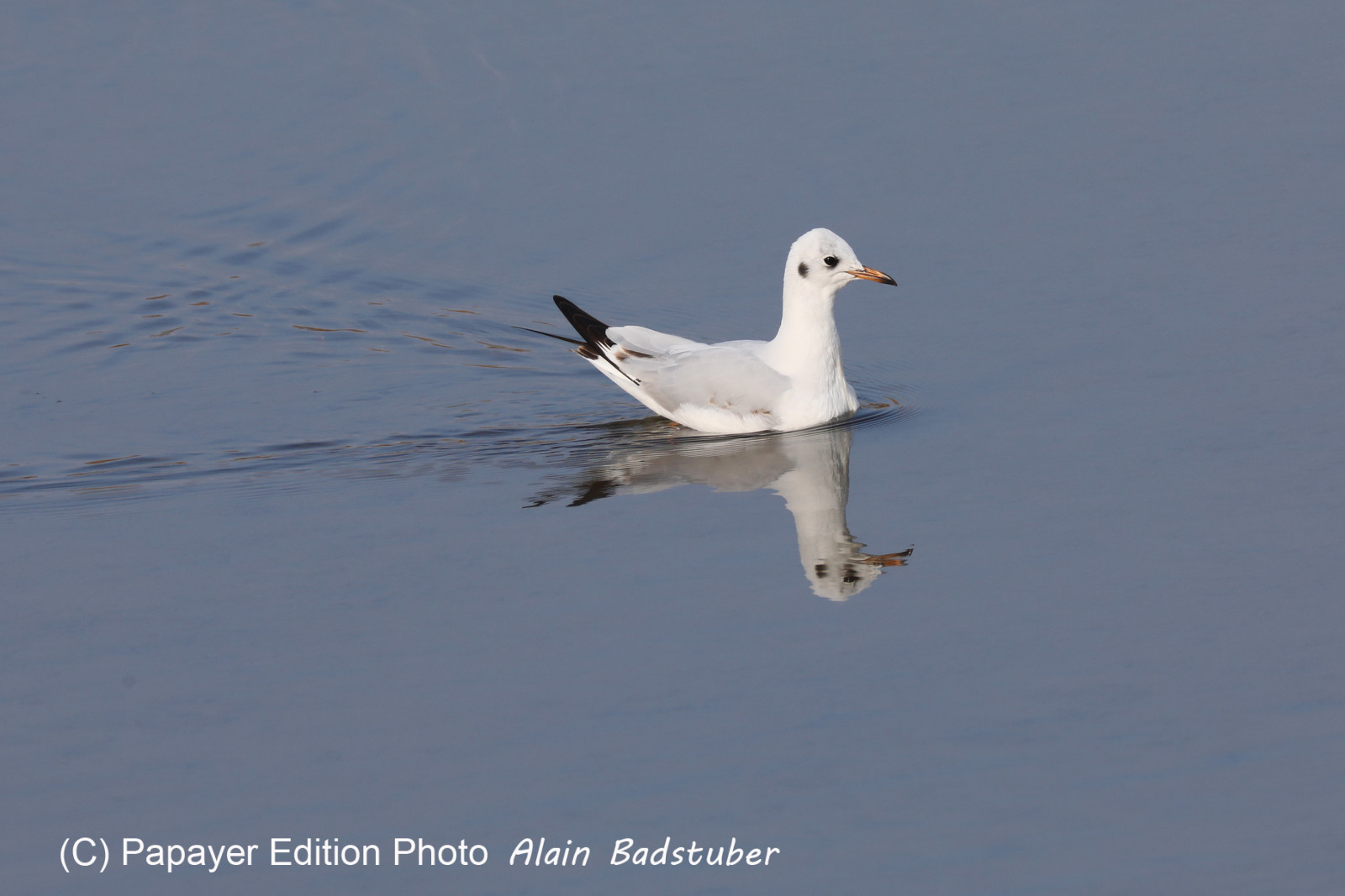 Faune et Flore de Suisse, 2022, Champs-Pittet, Mouette rieuse Faune et Flore de Suisse, 2022, Champs-Pittet, Mouette rieuse
