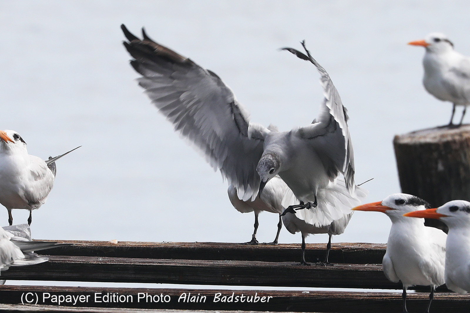 Hopkins, Octobre-Novembre 2021