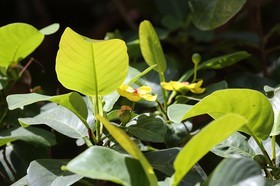 Cape-Trib_1230.JPG