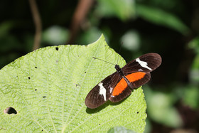 Boquete, Panama