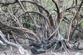 Crooked-Tree
