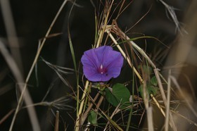_MG_0002.JPG