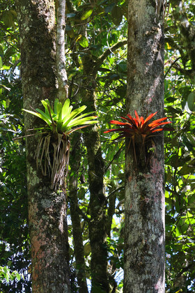 Boquete, Panama