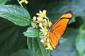 Eueides-aliphera_1.jpg