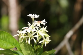 Cape-Trib_0007_01.JPG