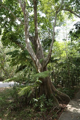 Cape-Trib_1383.JPG