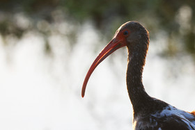 Ibis-blanc-2.jpg