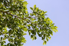 Cape-Trib_1254.JPG