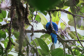 Boquete, Panama