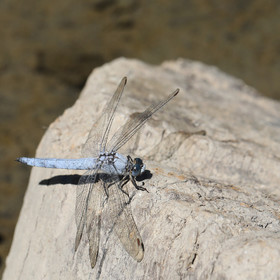 orthetrum-brunneum_3.jpg