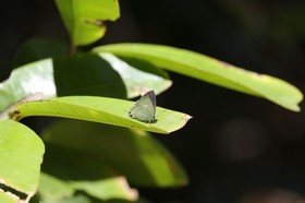 Cape-Trib_1461.JPG