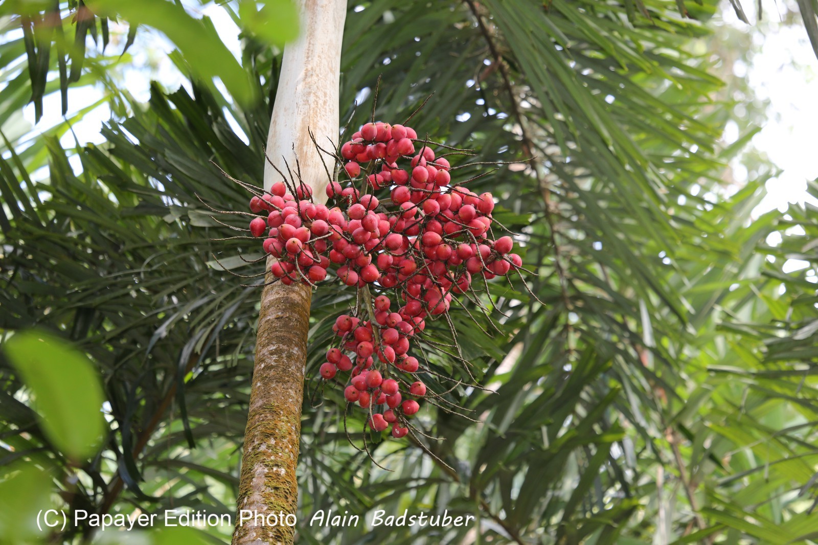 Cape-Trib_0162.JPG