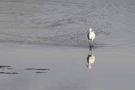 Aigrette-neigeuse_6.jpg