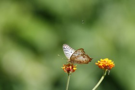 _MG_4152.JPG