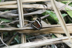 _MG_7460.JPG