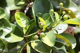 Cape-Trib_1250.JPG
