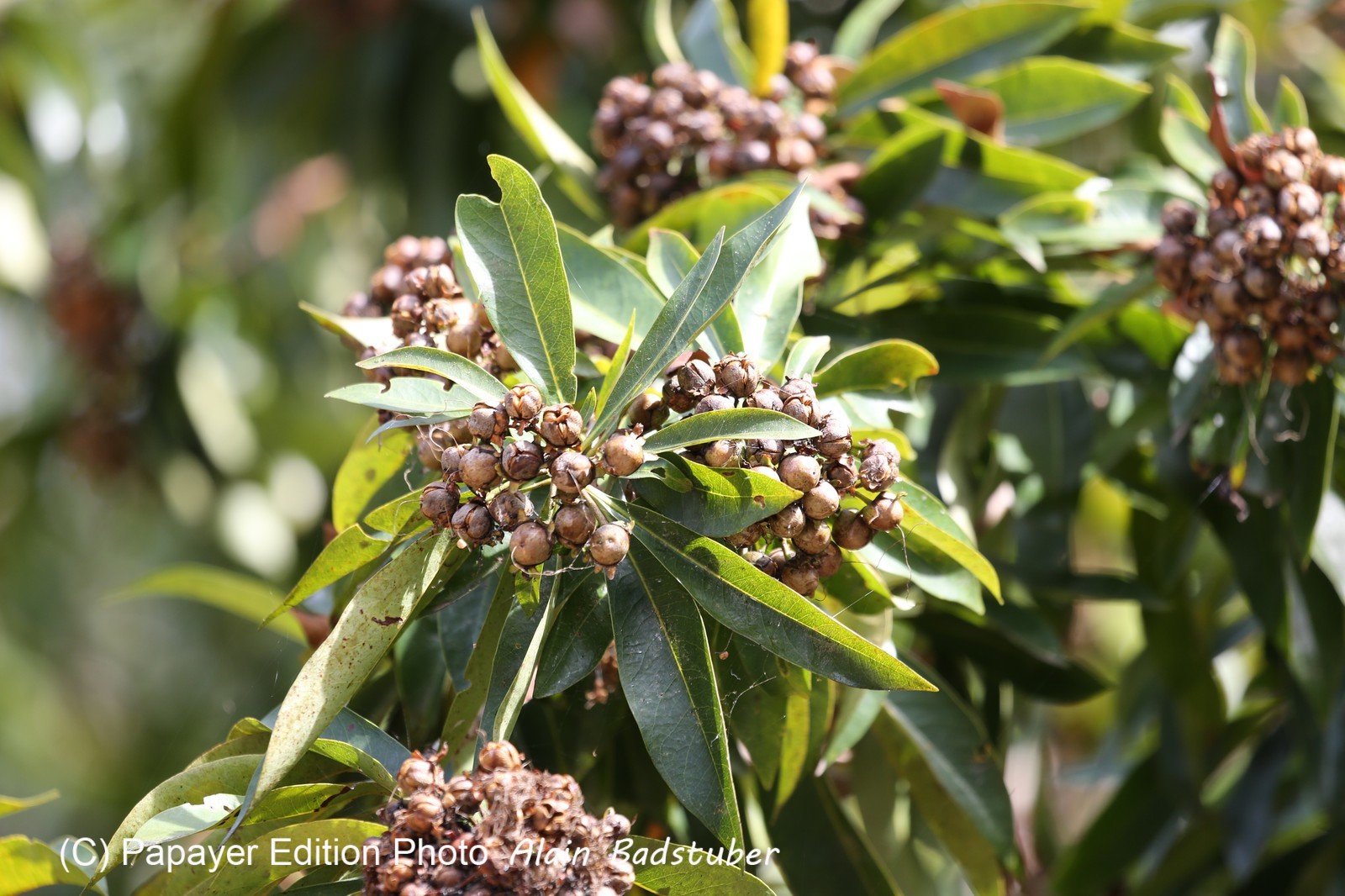 Cape-Trib_1277.JPG