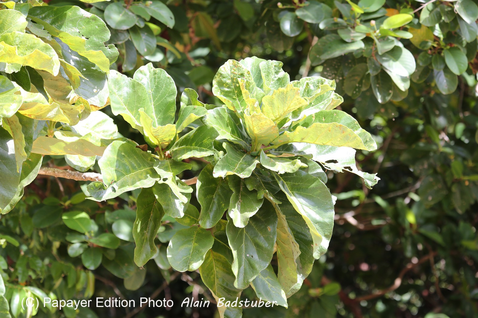 Cape-Trib_1252.JPG