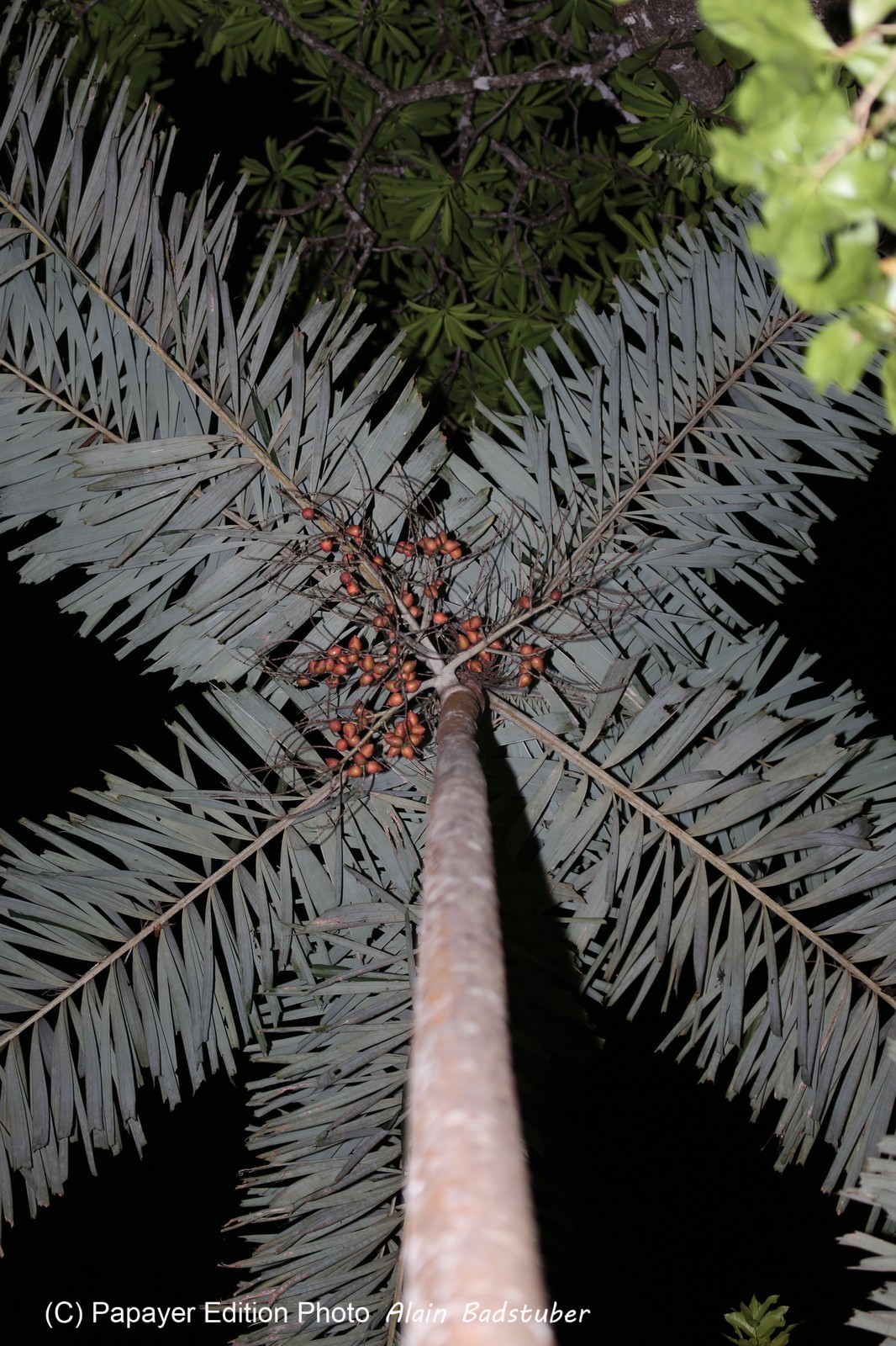 Cape-Trib_1487.JPG