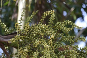 Cape-Trib_1327.JPG