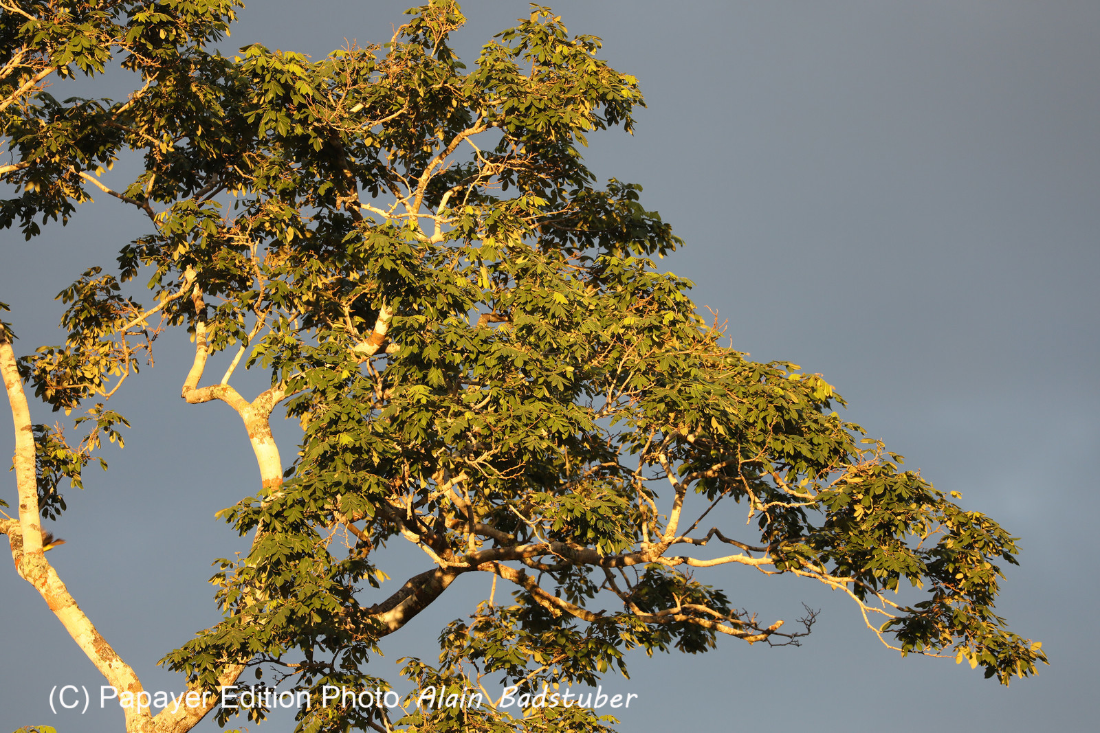 Crooked-Tree