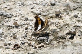 _MG_5383.JPG