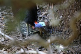 Oiseaux à Cape Tribulation