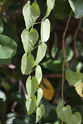 Cape-Trib_1310_1.jpg