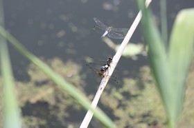 Vieille-Thielle_060.JPG