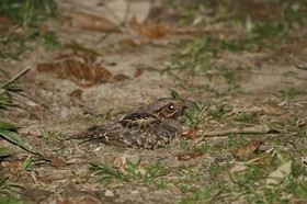 _MG_7143.JPG