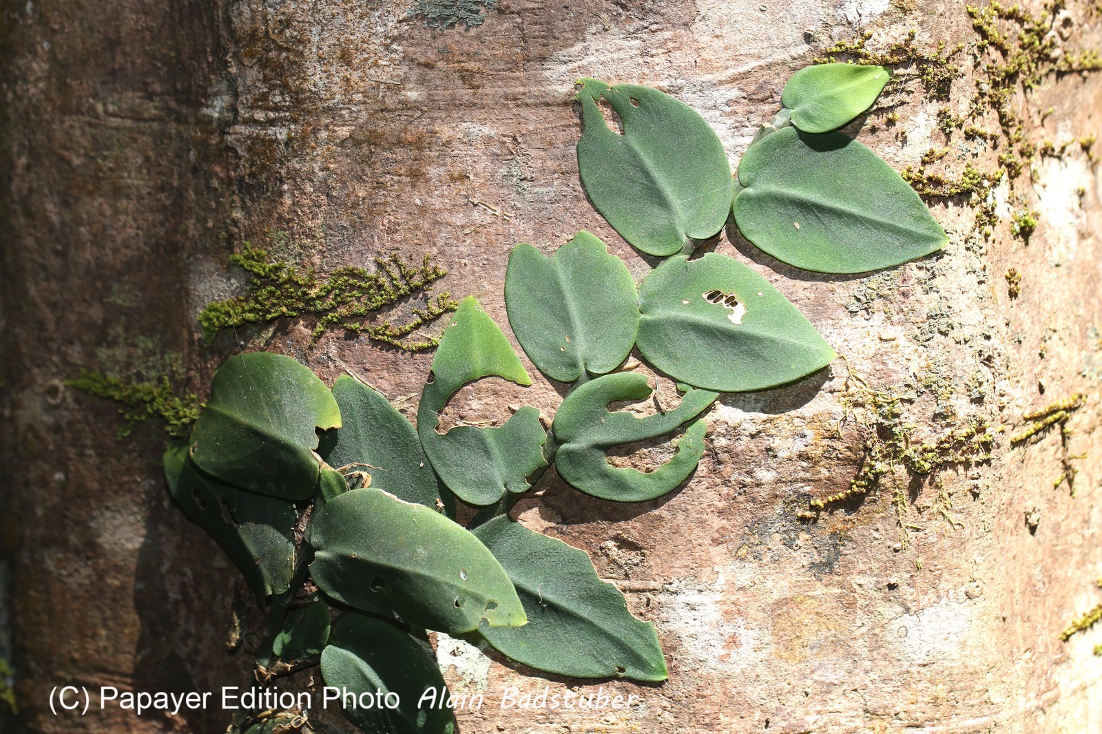Cape-Trib_0265_1.jpg