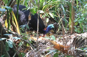 Oiseaux à Cape Tribulation
